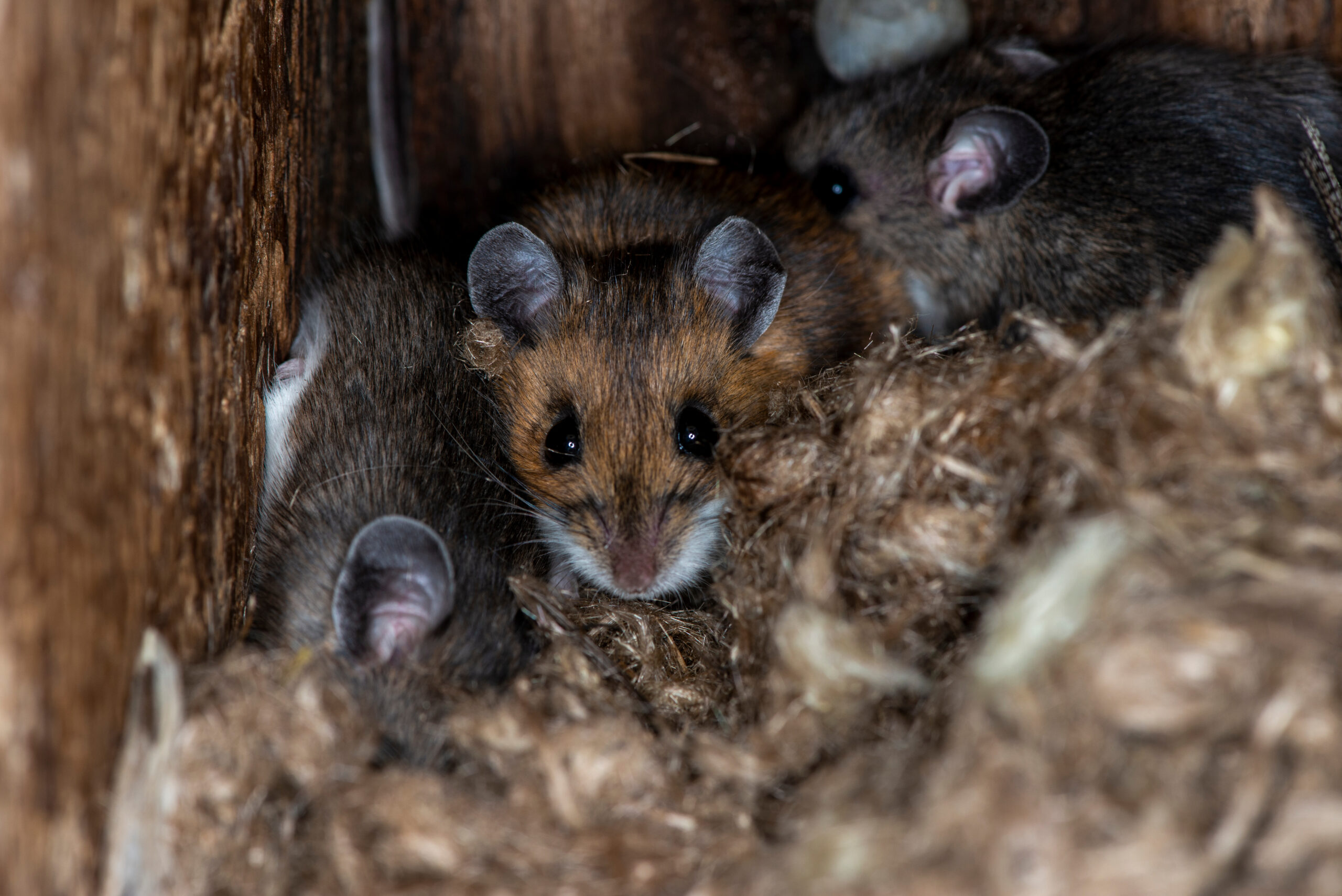 A family of deer mice are nesting